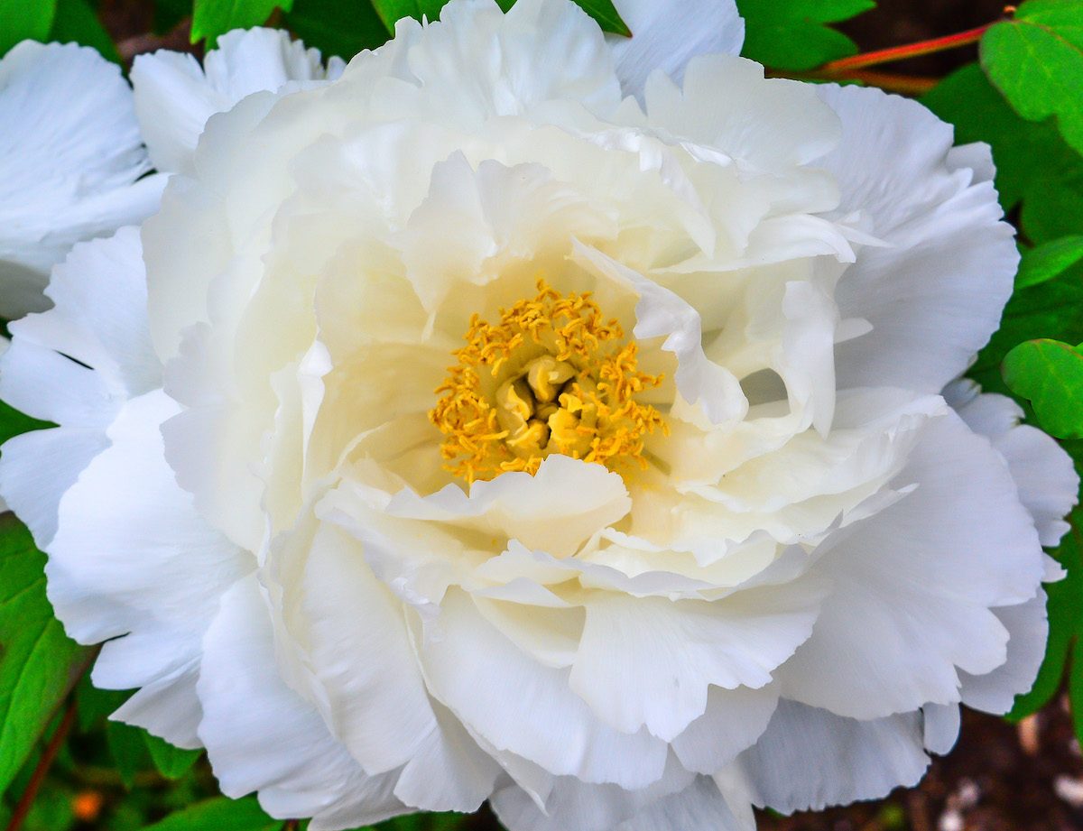 white peony flowers