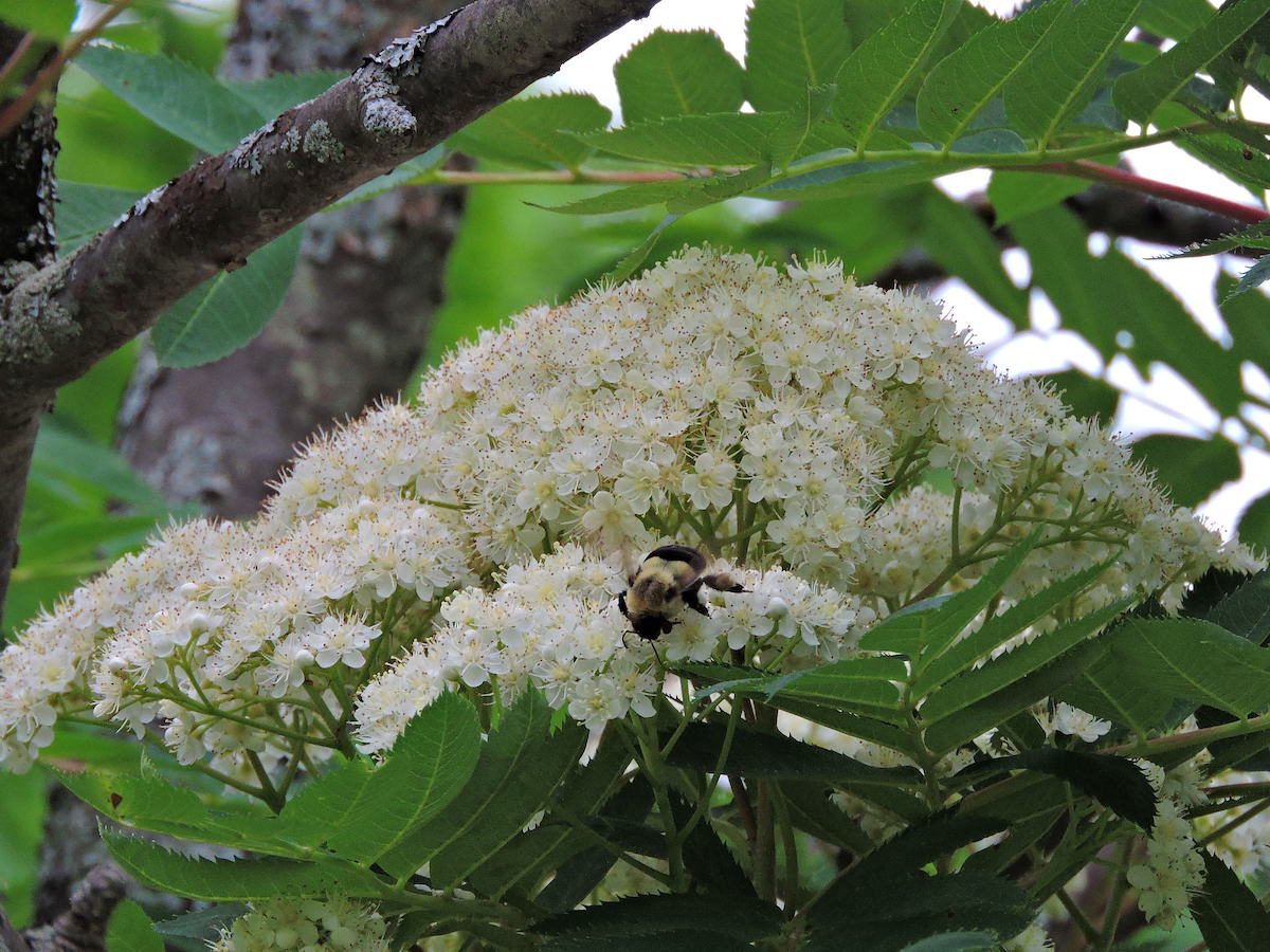 mountain ash