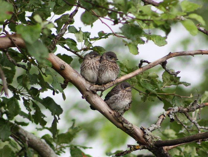 Bnbbyc17 Lynn Rueckert, baby bluebirds