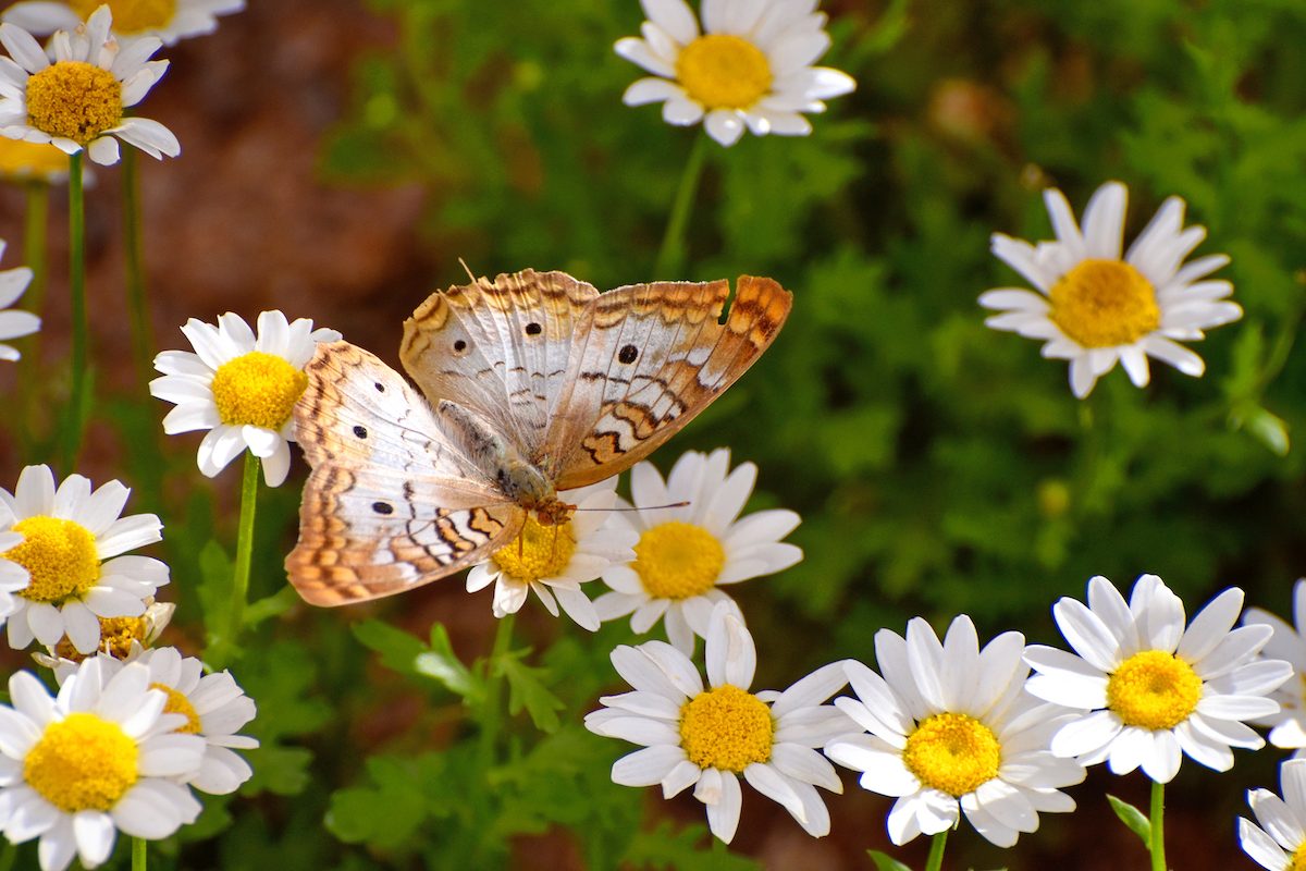 white flowers