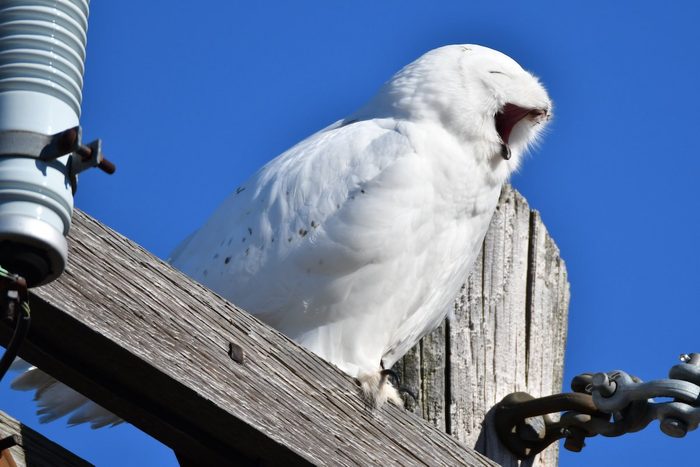 snowy owl