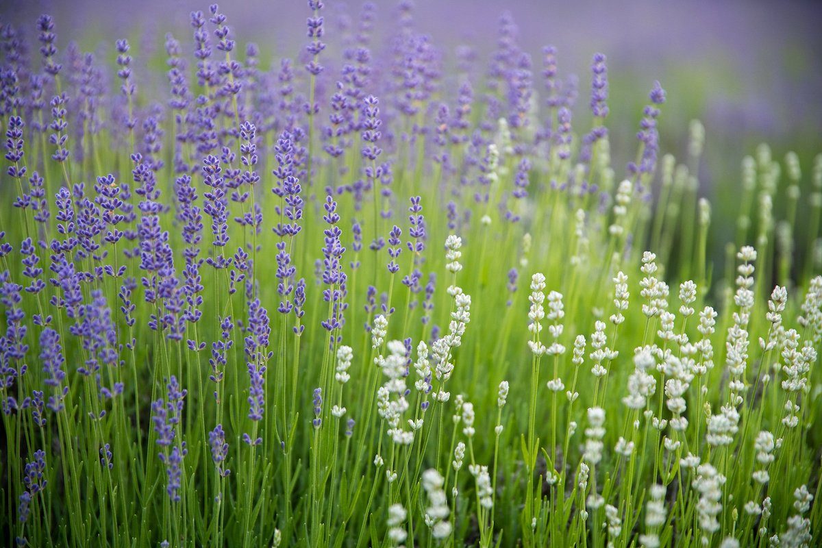 lavender