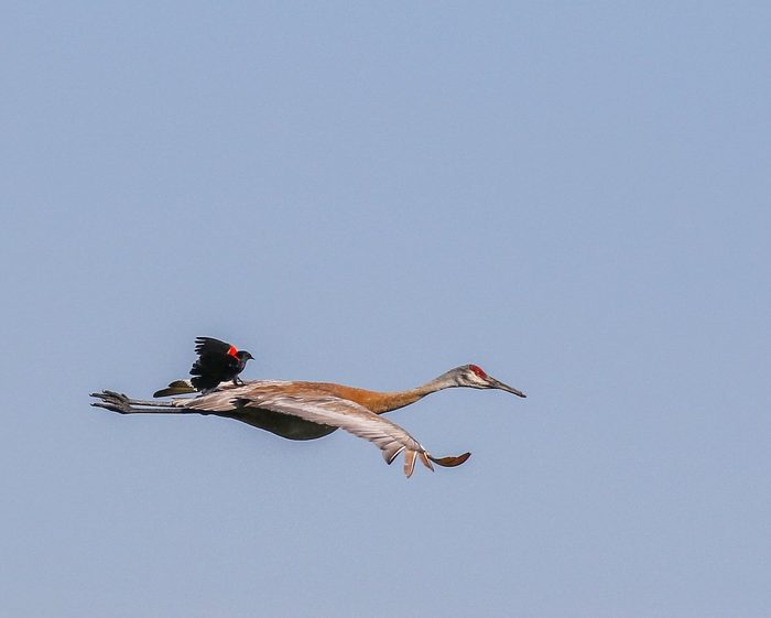 Bnbbyc19 Julie Strey, sandhill crane, red-winged blackbird, funny bird pictures