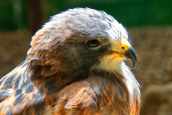swainson's hawk