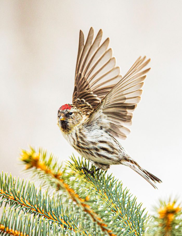 finch bird, Common Redpoll In Blue Spruce, Winter