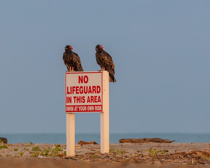 Couclc18 Richard Mcbride, vultures, funny bird pictures