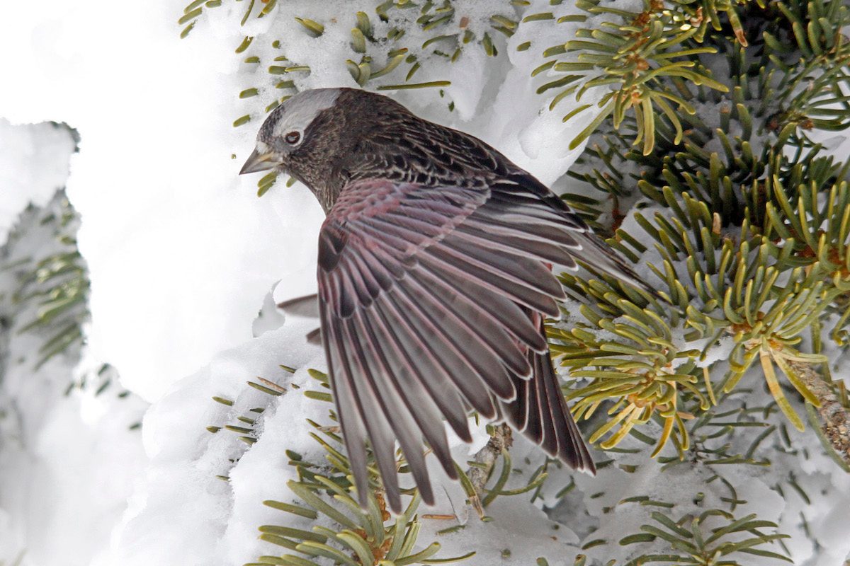 rosy finch