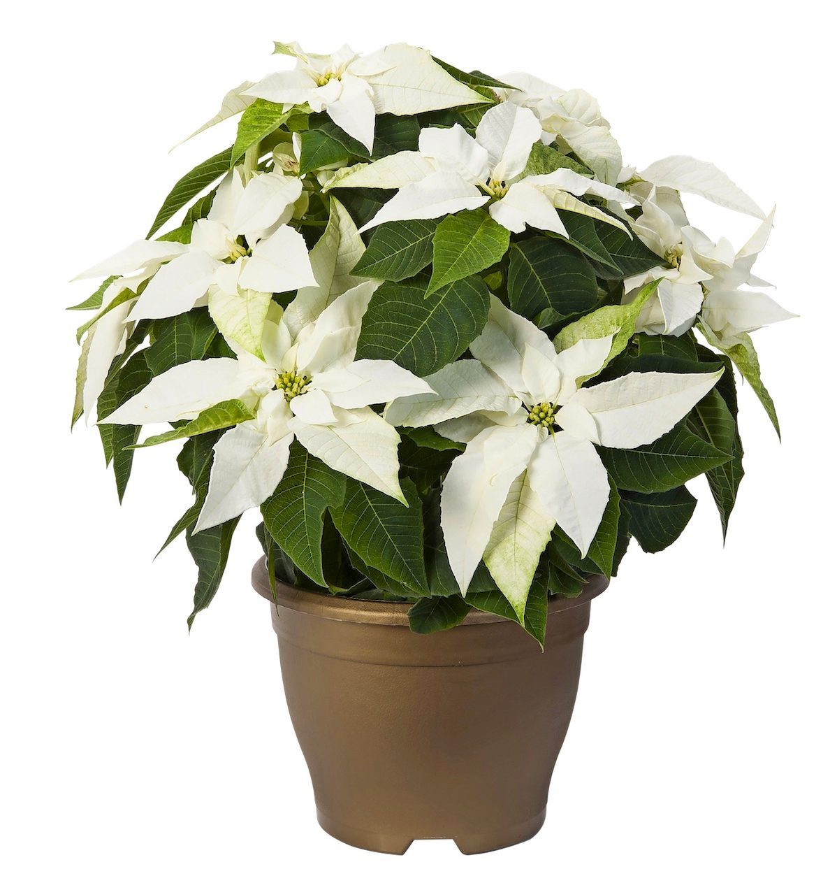 Euphorbia Princettia Pure White 201
