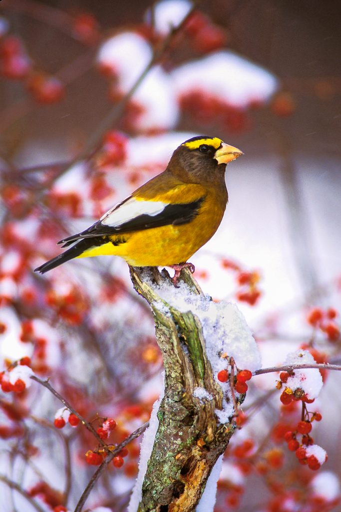 finch bird, Evegrosbeakm B16808