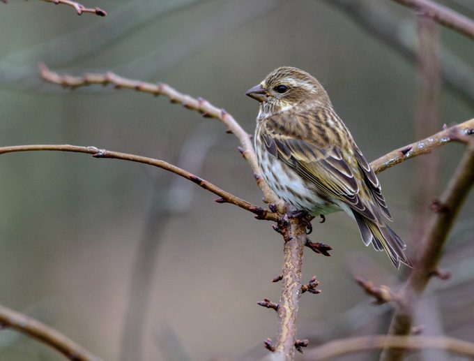 Purple Finch female
