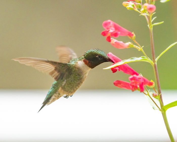 red hummingbird flowers