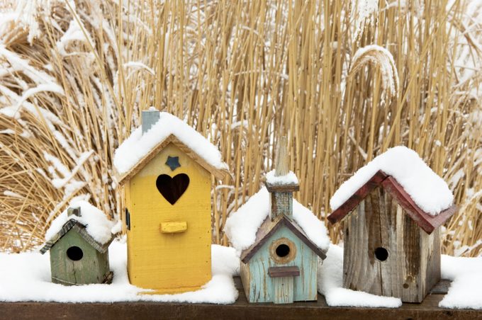 when to clean out bird houses