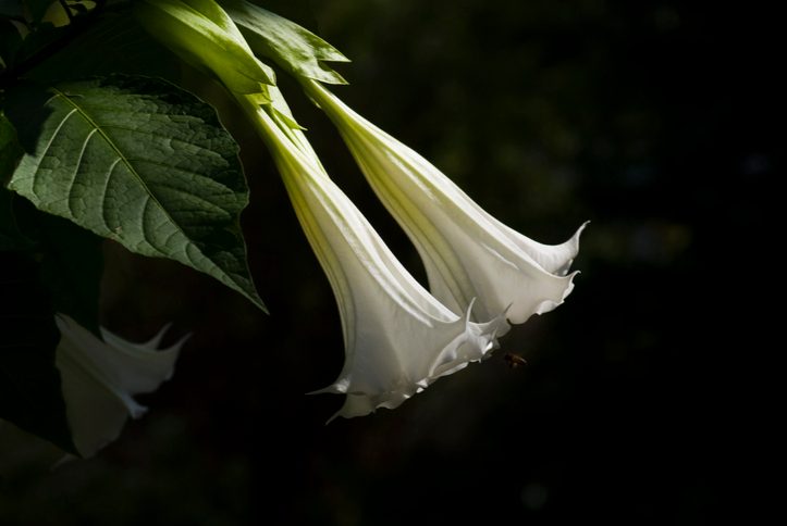 Angel's Trumpets Flower with Visitor
