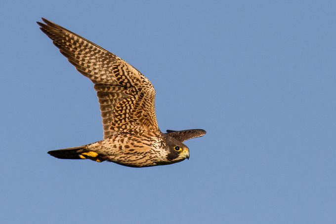 Peregrine Falcon