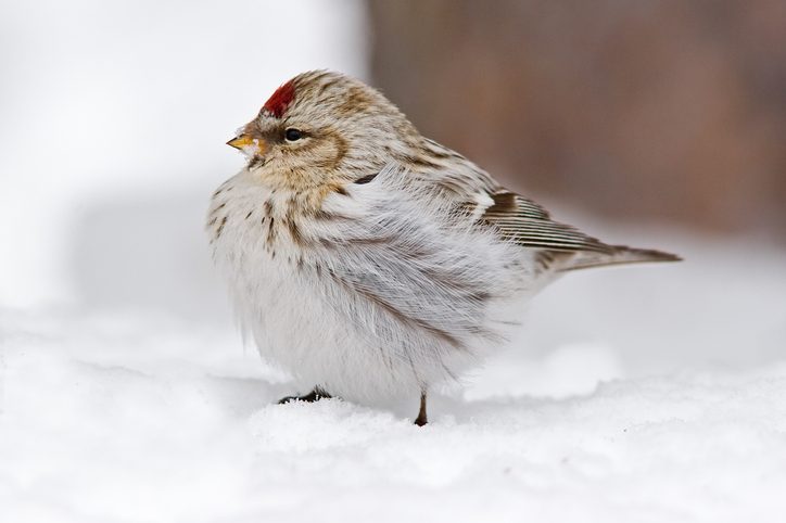 Arctic Hoary Redpoll