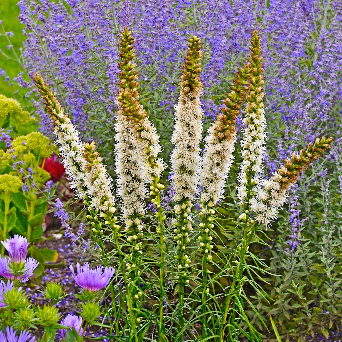 Liatris Spicata Floristan White 0002 High Res