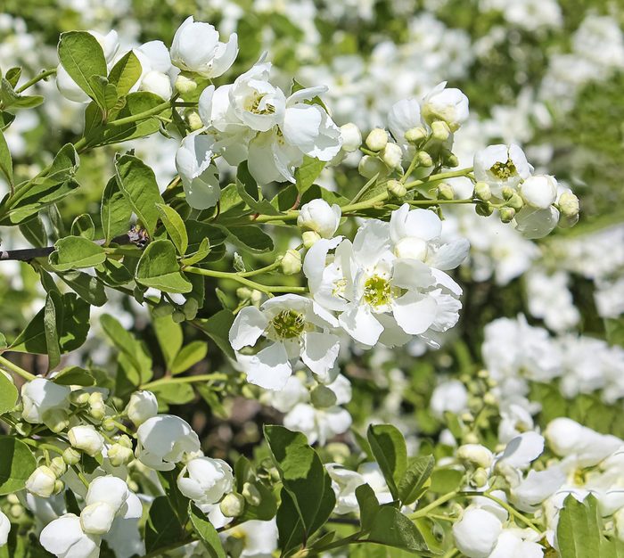 A Snow Day Blizzard pearlbush has round, orb-like white blooms.