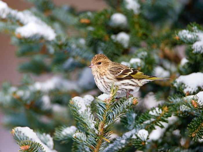 Pinesiskin 0388