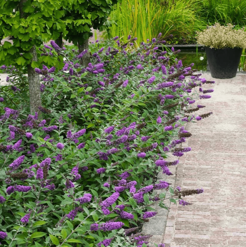 small shrubs, Blue Chip Butterfly Bush