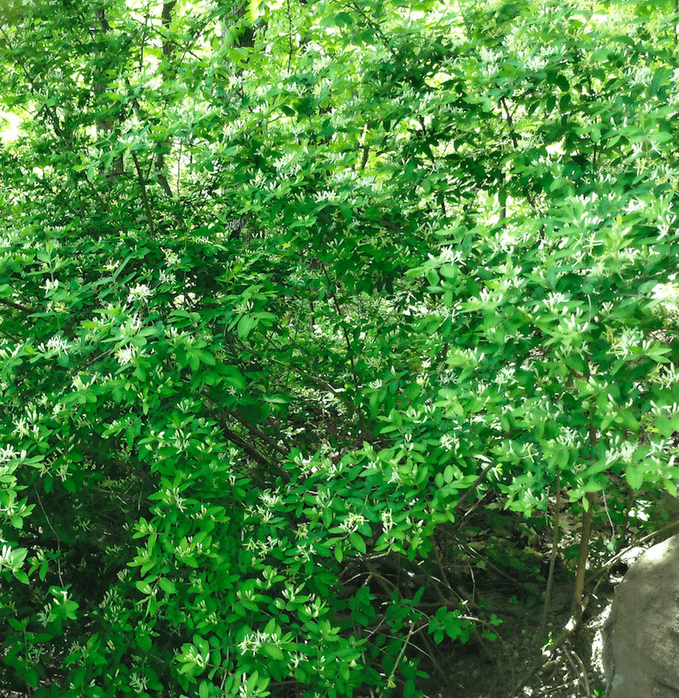Amur honeysuckle