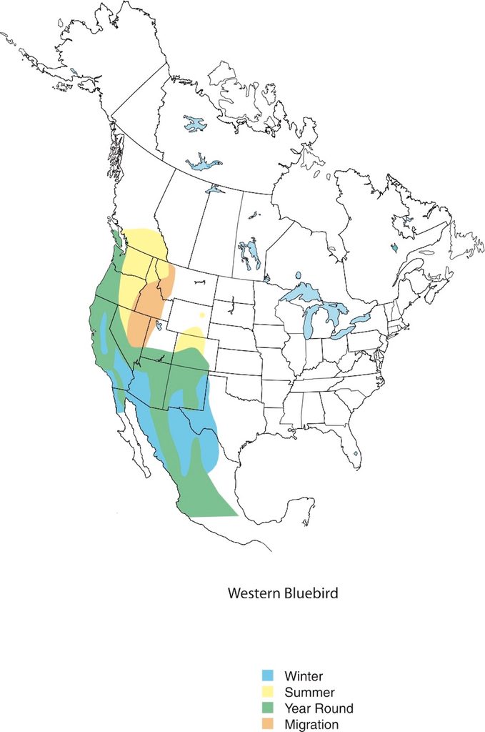Western Bluebird Mapx