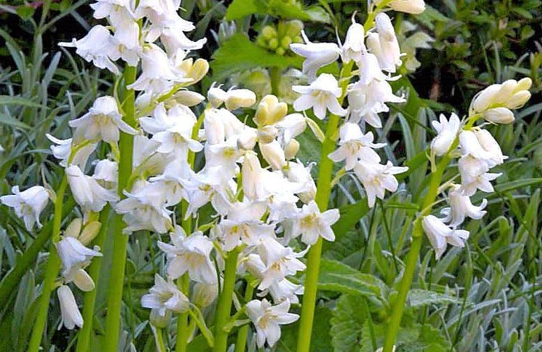 White City Spanish bluebells, white flowers