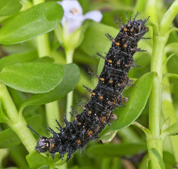 White peacock caterpillar
