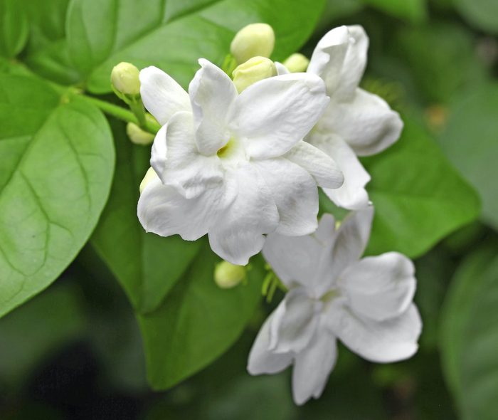 Jasmine Tea Flower, Arabian Jasmine, Jasminum Sambac, white flowers