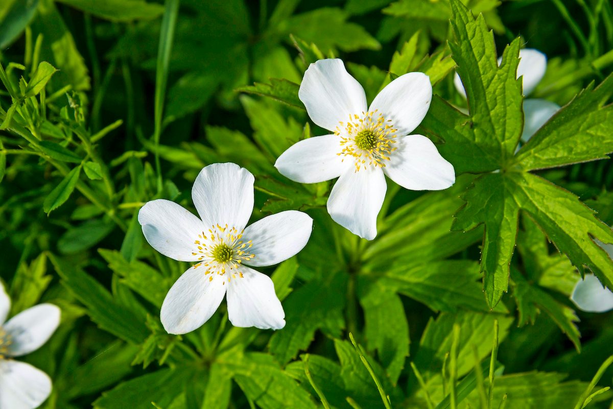 Anemone Canadensis, Canada Anemone, white flowers