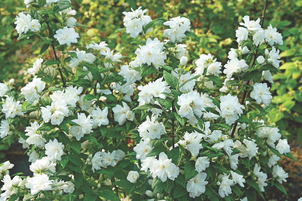 Philadelphus Illuminati Arch Dsc01357, white flowers