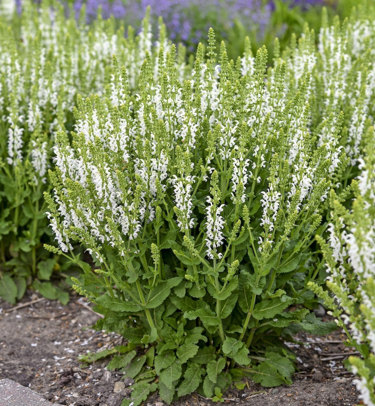 Salvia White Profusion Apj20 5, white flowers