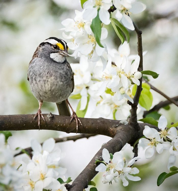 sparrow pictures