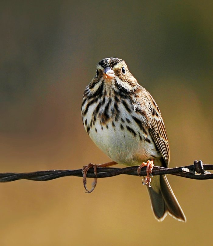 sparrow pictures