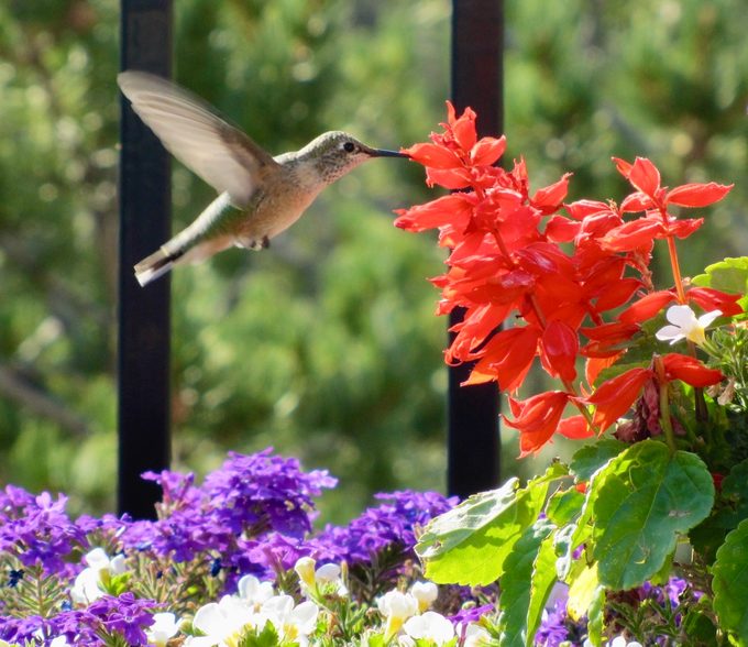 when to put out hummingbird feeders