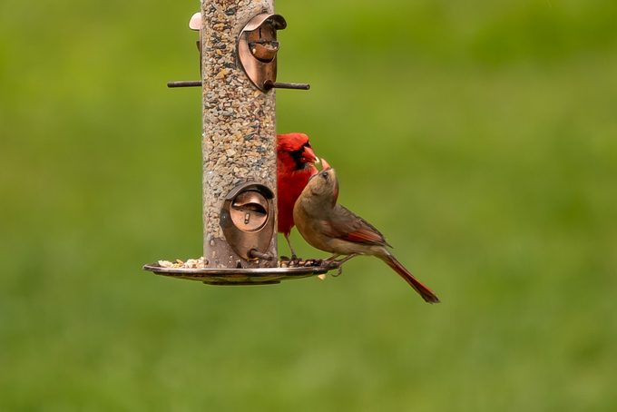no mess bird feeder