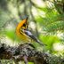 Meet the Breathtaking Blackburnian Warbler