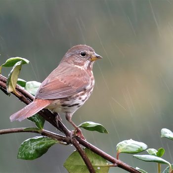 sparrow pictures, where do birds go when it rains