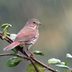 How to Identify a Fox Sparrow