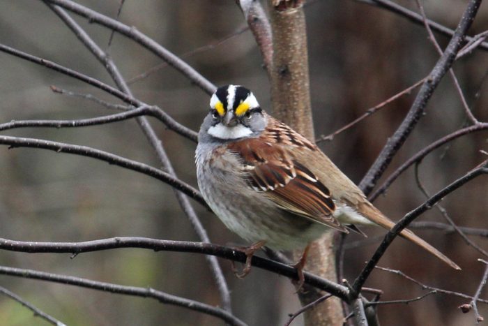 sparrow pictures