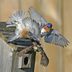 Keep House Sparrow Nests out of Bluebird Boxes
