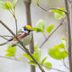 How to Identify a Chestnut-Sided Warbler