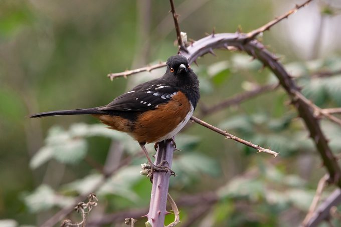 spotted towhee