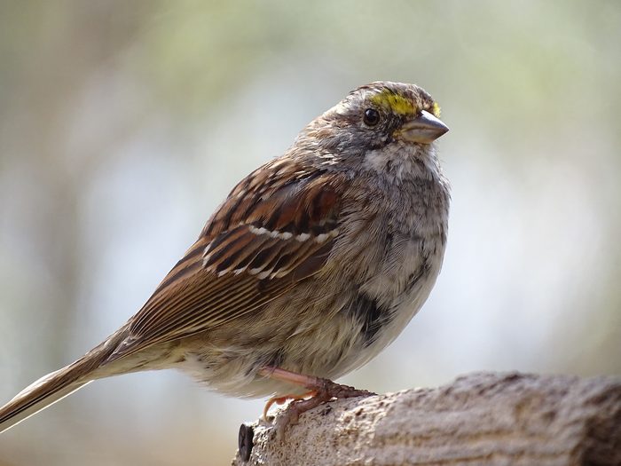 sparrow pictures