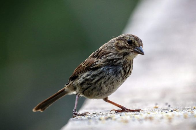 can birds eat bread