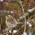20 Pictures That Will Change How You Look at Sparrows