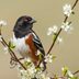 How to Identify a Spotted Towhee