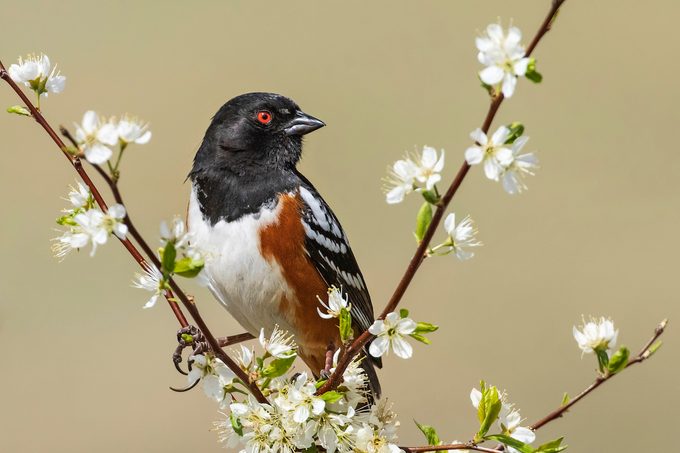 How to Identify a Spotted Towhee