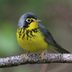 Meet the Colorful Canada Warbler
