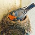 Do Birds Reuse Nests or Live in Nests Year-Round?