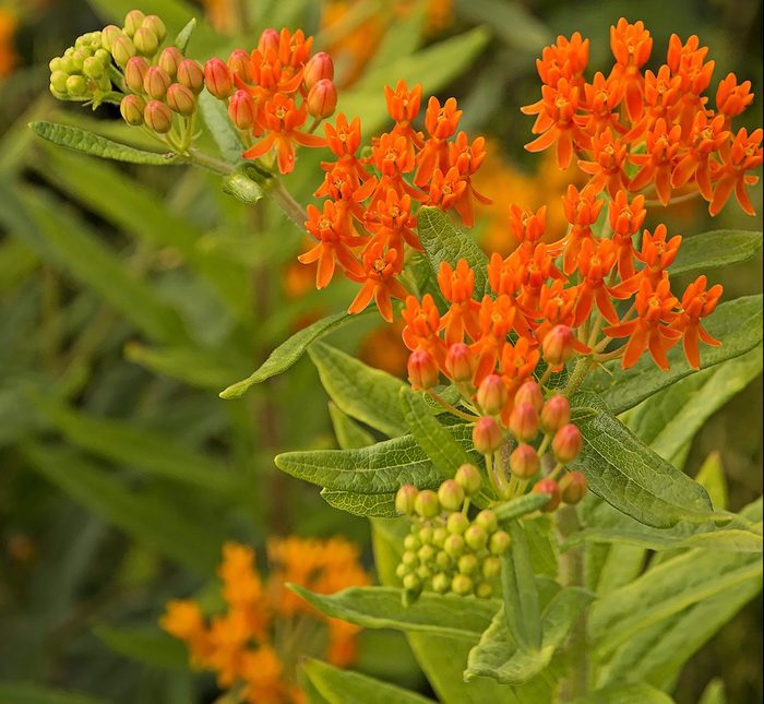 Gay Butterflies butterfly weed